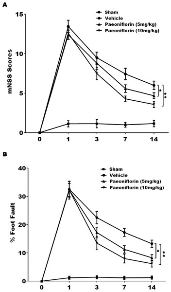 Paeoniflorin improved the functional recovery in rat stroke model.