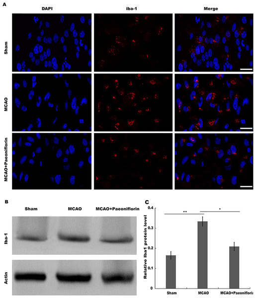 Paeoniflorin repressed microglia activation in rat stroke model.