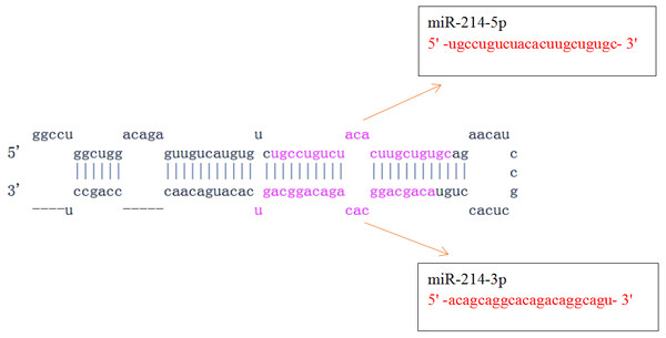 Pre-miR-214 and its mature miRNAs (miR-214-5p and miR-214-3p).