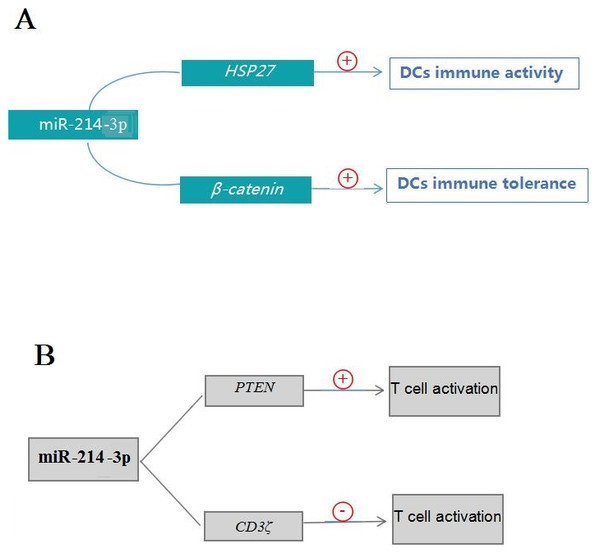 Pathways of miR-214-3p in regulating the functions of DCs and T cells.