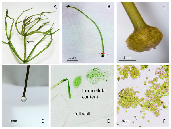 Macrophytic algae Nitellopsis obtusa and fractionation steps of the internodal cell.