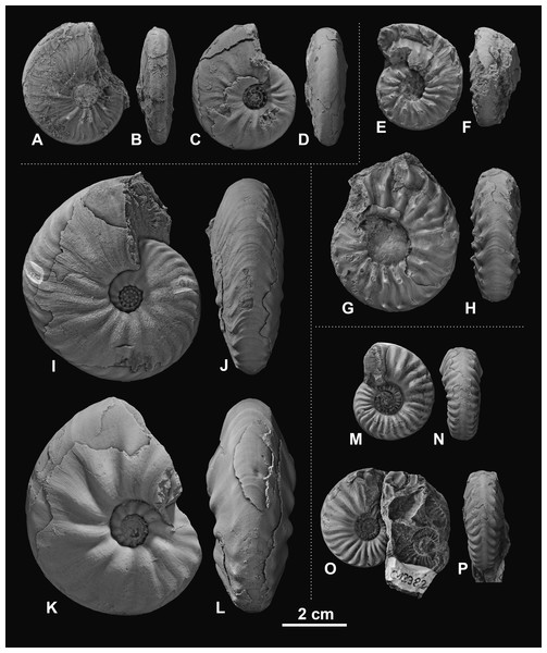 Ceratitid ammonoids from the Anisian (Middle Triassic) Fossil Hill Member of NW Nevada, USA.