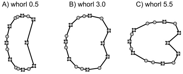Mean shapes of whorl stages 0.5, 3.0 and 5.5.