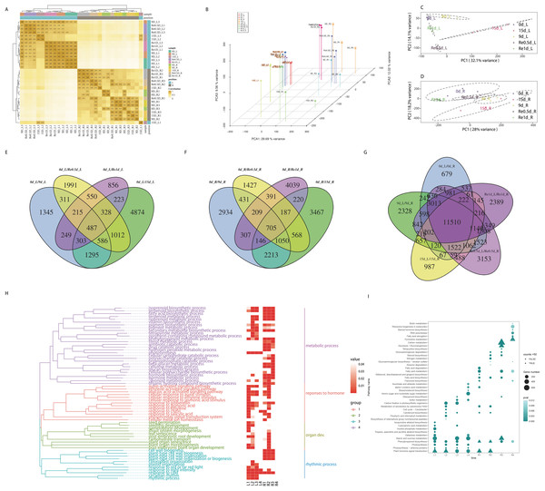 Analysis of transcriptome data and functional enrichment of differentially expressed genes.