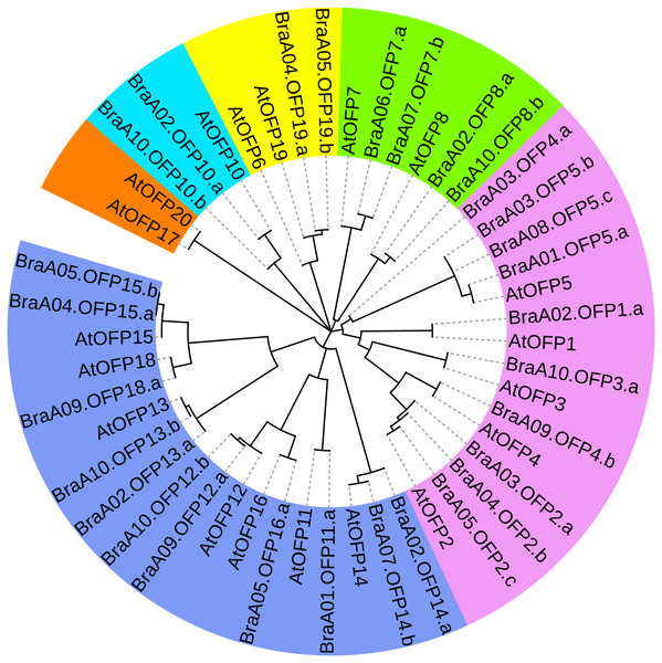 The phylogenetic relationships of 48 OFP proteins from B. rapa and A. thaliana.