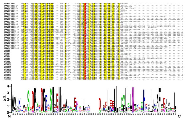 The multiple sequence alignment of 48 OFP proteins from B. rapa and A. thaliana.