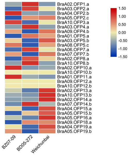 Heatmap of expression level of 29 BraOFP genes in the hybrid and its parents.