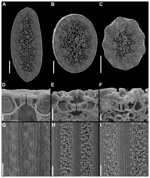 Two centuries from species discovery to diagnostic characters ...