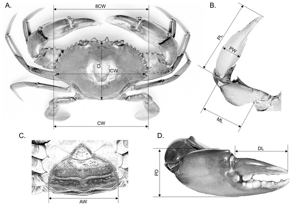 Measurement of various body parts of mud crab Scylla spp. used in this study.
