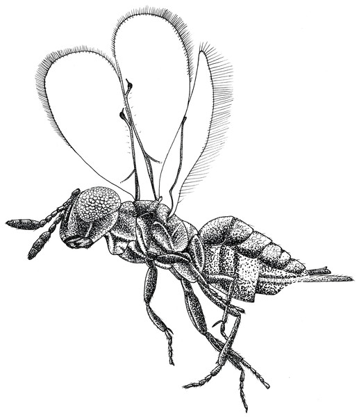 Habitus drawing of Spalangiopelta darlingi sp. n., holotype, female.