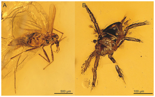 Syn-inclusions of Spalangiopelta semialba sp. n. in the amber piece “SMNS BB2852”.