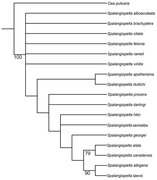Equal weighting tree showing phylogenetic relationships between exant and fossil Spalangiopelta species based on female morphological characters.