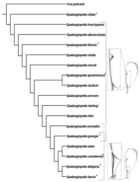 Implied weighting tree (k = 4) showing phylogenetic relationships between exant and fossil Spalangiopelta species based on female morphological characters.