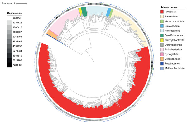 Phylogenetic tree of draft MGS genomes derived from 820 metagenomic samples of the chicken gut and draft genomes of 93 species cultured from chicken faecal samples.