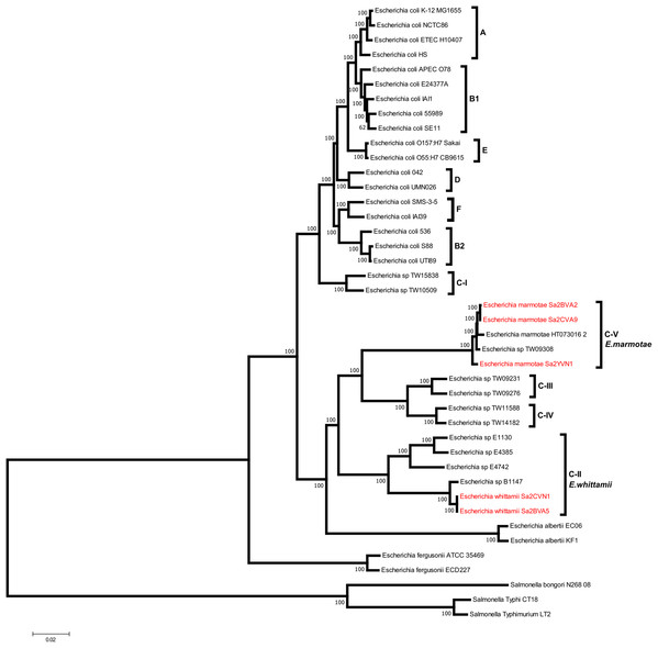 Phylogenetic tree showing the relationships between Escherichia marmotae, Escherichia whittamii and the other Escherichia species and cryptic clades.