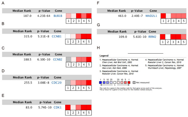 Meta-analysis of the mRNA expression levels of (A) BUB1B, (B) CCNB1, (C) CCNB2, (D) CDC20, (E) CDK1, (F) MAD2L1 and (G) RRM2 in HCC tissues compared with normal hepatic tissues using the ONCOMINE database.