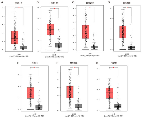 Validation of the mRNA expression levels of (A) BUB1B, (B) CCNB1, (C) CCNB2, (D) CDC20, (E) CDK1, (F) MAD2L1 and (G) RRM2 in LIHC tissues compared with normal hepatic tissues using the GEPIA online tool.