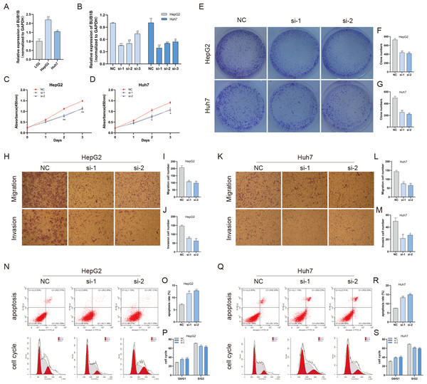 Decreased BUB1B expression inhibited the proliferation, migration, and invasion, promoted the apoptosis and blocked cell cycle of HCC cells.