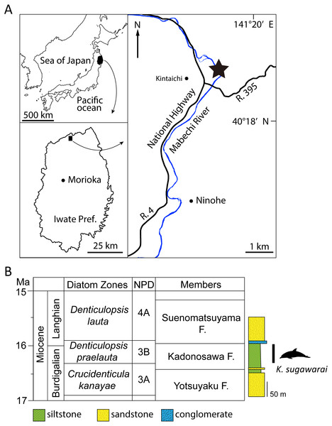 Geographic and geological context of Kentriodon sugawarai locality.