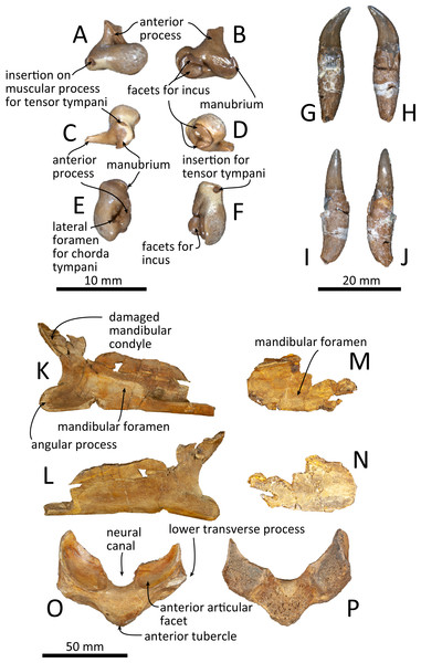 Malleus, tooth, mandible and vertebra of Kentriodon sugawarai sp. nov., holotype, NMHF 999, with anatomical interpretations.