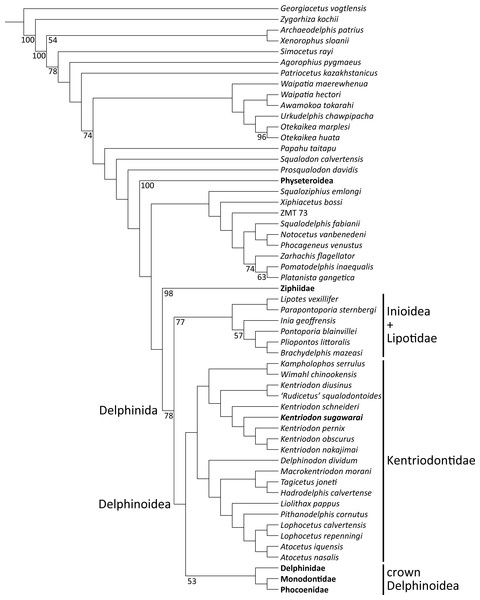 Fifty percent majority consensus tree showing the phylogenetic relationships of Kentriodon sugawarai sp. nov.