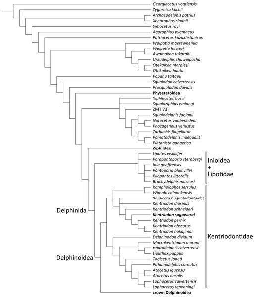 Strict consensus tree showing the phylogenetic relationships of Kentriodon sugawarai sp. nov.