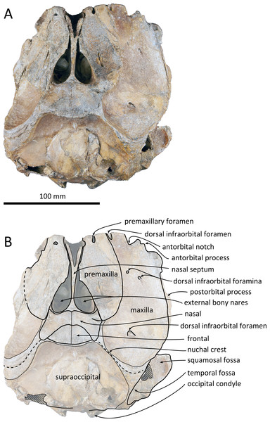 Dorsal views of the skull of Kentriodon sugawarai sp. nov., holotype, NMHF 999.