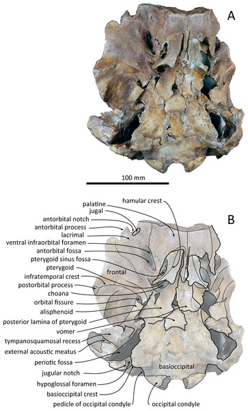 Ventral views of the skull of Kentriodon sugawarai sp. nov., holotype, NMHF 999.