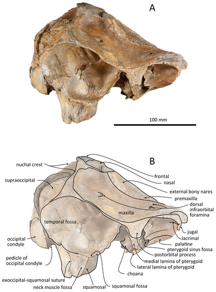 Right lateral views of the skull of Kentriodon sugawarai sp. nov., holotype, NMHF 999.