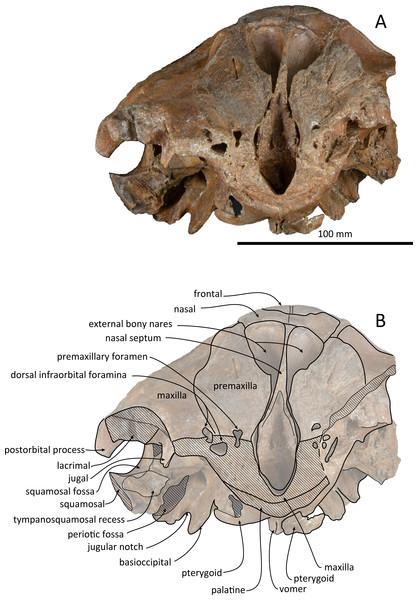 Anterior views of the skull of Kentriodon sugawarai sp. nov., holotype, NMHF 999.