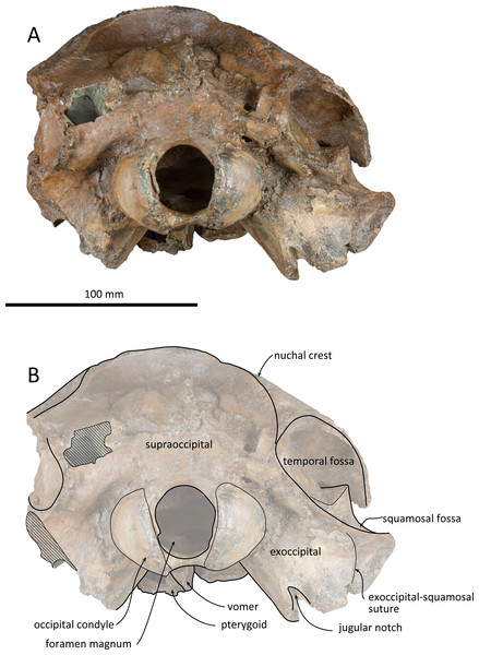 Posterior views of the skull of Kentriodon sugawarai sp. nov., holotype, NMHF 999.