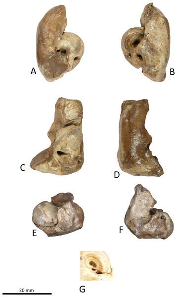 Right periotic of Kentriodon sugawarai sp. nov., holotype, NMHF 999.