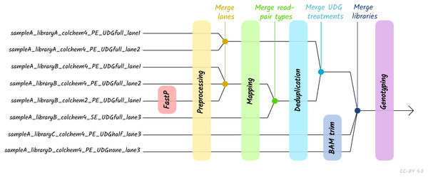 Diagram of different processing and library-merging points based on the nature of different libraries.