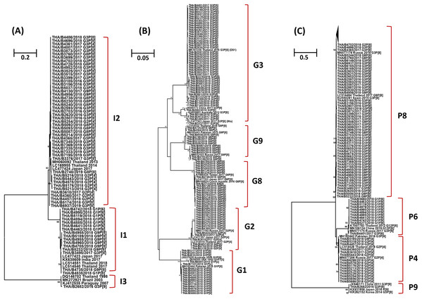 Phylogenetic tree of the VP6, VP7 and VP4 genes. The tree was constructed using the Tamura 3-parameter model, and the maximum likelihood method with 1,000 replicates bootstrapping and bootstrap values >70% considered significant.