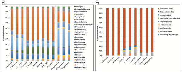 Relative abundance of bacteria, archaea (phyla level) and fungi (class level) in the gut of Neotropical termites.