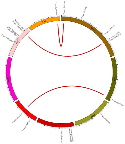 Chromosomal location of HSF genes in peach (PpHSFs).