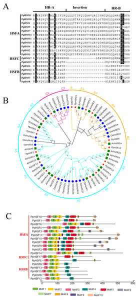 Multiple sequence alignment of the HR-A/B regions (OD), conserved motif and phylogenetic analysis of PpHSFs.