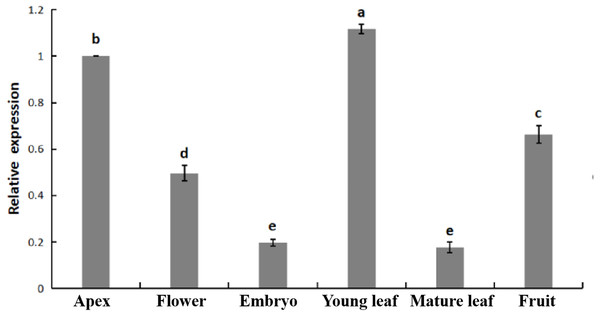 Relative expression of PpHSF5 in different tissues of ‘Zhongyoutao 14’ peach.