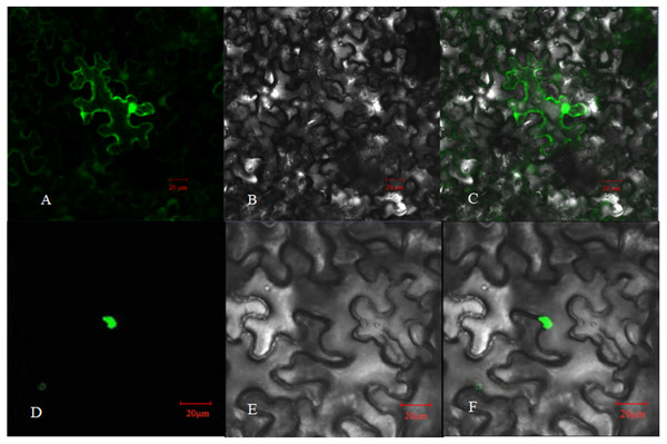 Subcellular localization of PpHSF5 in N. benthamiana epidermal cells.