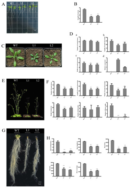 Phenotypic and expression analysis of transgenic Arabidopsis over-expressing PpHSF5.