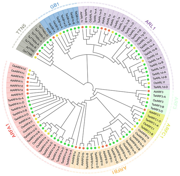 Phylogenetic relationship of wheat, rice, and Arabidopsis.