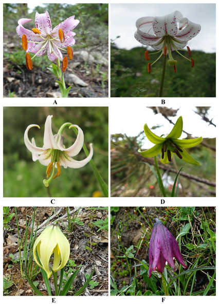 Floral morphology of L. lankongense and its five related species.