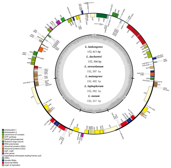 Merged gene map of the complete plastid genomes of six Lilium species.