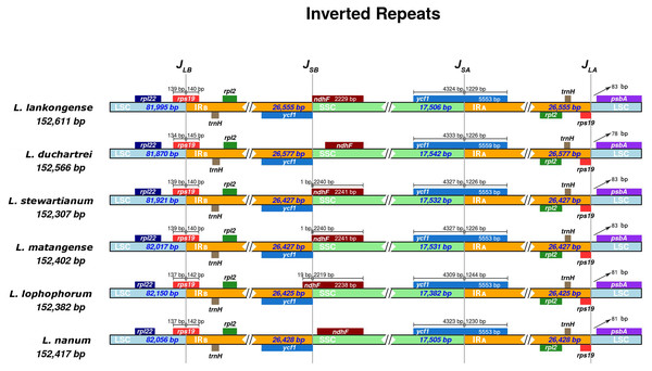 Comparison of the junction positions of large single-copy (LSC), small single-copy (SSC), and inverted repeat (IR) regions among six Lilium plastid genomes.