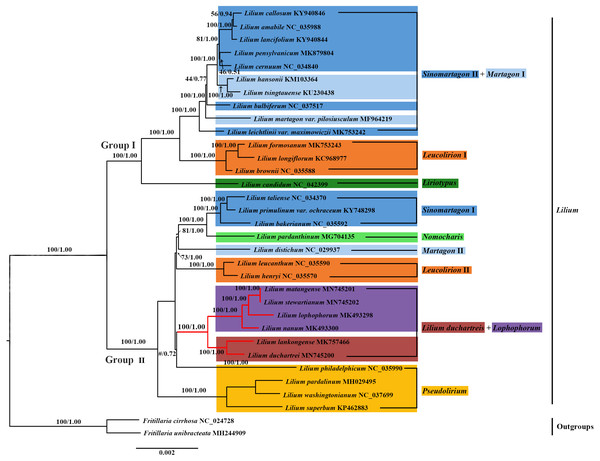 Phylogenetic tree reconstruction including 33 species using Bayesian inference (BI) method based on the plastid genomes.