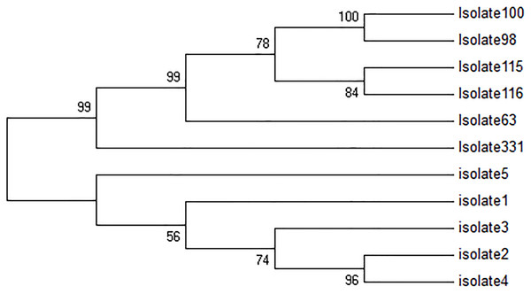 Phylogenetic tree summarizing the relationship among the kDNA minicircle sequences of Leishmania species with various responses to treatment using the maximum parsimony method with Bootstrap 50.