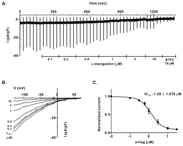Inhibitory effects of α-mangostin on ORAI1 current (IORAI) in HEK293T cells co-expressed with ORAI1 and STIM1.