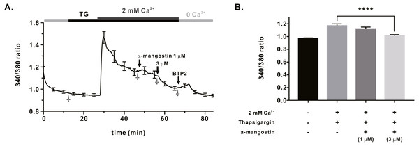 Store operated Ca2+ entry (SOCE) induced by thapsigargin in Jurkat T cells and the inhibitory effects of α-Mangostin on SOCE.