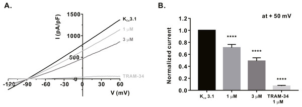 Inhibitory effects of α-mangostin on KCa3.1 current (IKCa) measured in HEK293T cells overexpressed with KCa3.1.