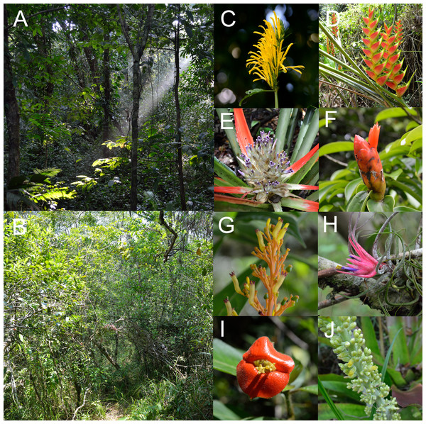 (A) Rainforest and (B) savanna habitats with some examples of understory plant species visited by hummingbirds (C–J) photographed in the study site.